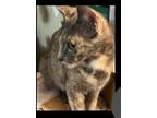 Adopt Tiana a Domestic Short Hair