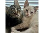 Adopt Kiwi & Cherry a Siamese, Tabby