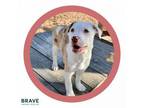 Adopt Jeanie a Mixed Breed