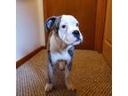Olde English Bulldogge Puppy for sale in Huguenot, NY, USA