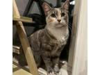 Adopt Minnie Mouse (23-1997) a Domestic Short Hair