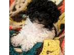 Poodle (Toy) Puppy for sale in Stonewall, LA, USA