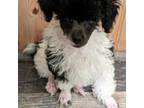 Poodle (Toy) Puppy for sale in Stonewall, LA, USA