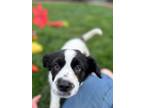 Adopt Belle a Australian Shepherd