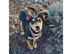 Adopt Tiffany a Labrador Retriever, Miniature Pinscher