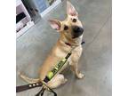 Adopt Sue a German Shepherd Dog, Mixed Breed