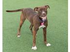 Adopt Vivienne a Pit Bull Terrier, Mixed Breed