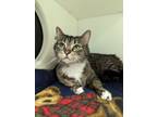 Adopt Nala a Domestic Medium Hair, Domestic Short Hair