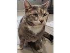 Adopt Gracie a Domestic Short Hair