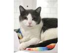 Adopt Mojo a Domestic Short Hair