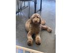 Adopt Lainey a Goldendoodle