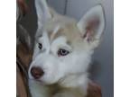 Adopt Lainey a Husky