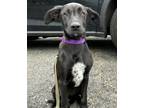 Adopt Chloe a Weimaraner, Labrador Retriever