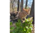 Adopt Amber & Blaze a Domestic Short Hair