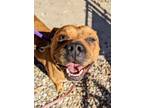 Adopt Steller Beller a Mixed Breed