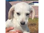 Adopt Avalanche a Labrador Retriever, Goldendoodle