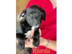 Adopt Yolanda a Pit Bull Terrier, Labrador Retriever