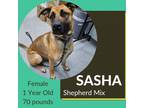 Adopt Sasha a Shepherd