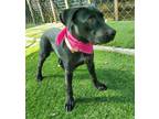 Adopt Ari a Black Labrador Retriever