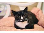 Adopt Cheyenne a American Shorthair