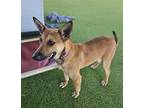 Adopt Almond a German Shepherd Dog, Belgian Shepherd / Malinois