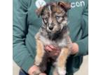 Adopt Moira a Husky, Shepherd