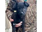 Adopt Alexis a Border Collie, Labrador Retriever