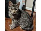 Adopt Lizzy Petals a American Bobtail, American Shorthair