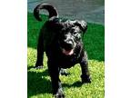 Adopt Meiying a Labrador Retriever, Shar-Pei