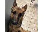 Adopt Nyla a German Shepherd Dog