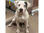 Adopt [phone removed] "Priscilla" a Pit Bull Terrier