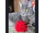 Adopt Stormie a Domestic Short Hair, Tabby