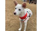 Adopt Belle a Jindo, Mixed Breed