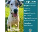 Adopt Plum a Great Dane, Hound