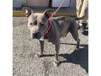 Adopt Sweet Amber a Pit Bull Terrier