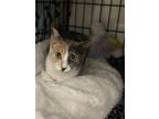Adopt Pixie a Dilute Calico