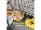 Adopt Little Orange Dreamsickle a American Shorthair