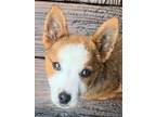 Adopt Donna a Corgi