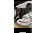 Adopt Wilma a Black Labrador Retriever, Whippet