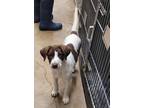 Adopt Spunky (I am a girl) a Pointer