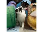 Adopt Sally a Bunny Rabbit