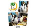 Adopt Billie a Bunny Rabbit