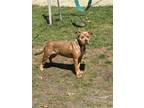 Adopt Sasha a American Staffordshire Terrier