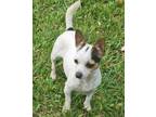 Adopt Nina Chi a Fox Terrier