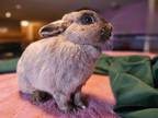 Adopt Venus a Mini Rex, Dwarf