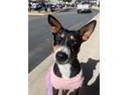 Adopt Delilah a Australian Kelpie