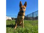 Adopt Mama a German Shepherd Dog