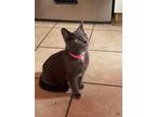 Adopt Stovetop Stuffing a Domestic Short Hair