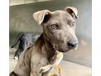 Adopt RESCUE PARTNER ONLY: WAFER a Pit Bull Terrier, Mixed Breed