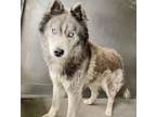 Adopt RANGER a Alaskan Malamute, Mixed Breed